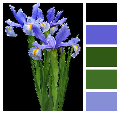 Blue Plant Dutch Iris Image